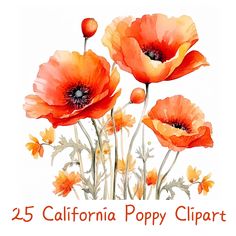 watercolor painting of orange flowers with the words, 25 california poppy clipart