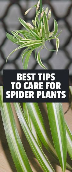 spider plants with the words best tips to care for spider plants