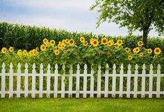 a white picket fence with sunflowers growing on it and green grass in the background