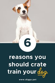 a small dog sitting on top of a sign with the words 6 reasons you should crate train your dog