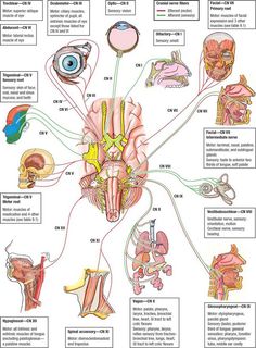 an image of the human nervous system with all its functions and major parts labeled in this diagram