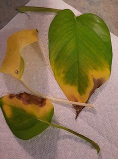 two green and yellow leaves sitting on top of a white towel next to each other