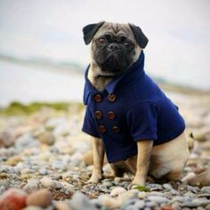 a pug dog dressed in a blue coat