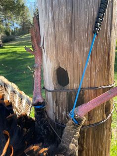 an ostrich is tied to a telephone pole with a blue rope and another bird has its head stuck in it