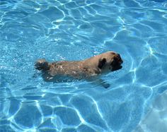 a dog swimming in a pool with clear blue water