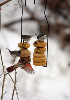 birds are eating from a bird feeder hanging on a tree in the snow with cookies