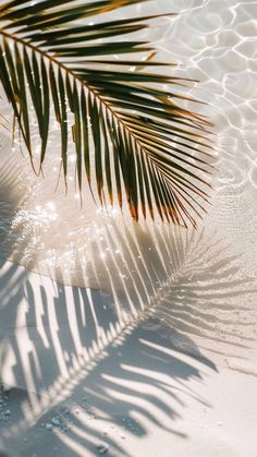 a palm leaf casts a shadow on the sand