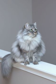 a fluffy cat sitting on top of a window sill