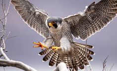 a large bird with its wings spread out in front of the camera, while perched on a tree branch