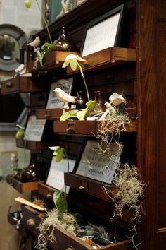 there are many plants on the shelves in this room