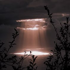 the sun shines through dark clouds over water and trees with leaves in foreground