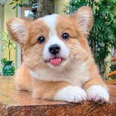 a small brown and white dog laying on top of a wooden table next to a potted plant