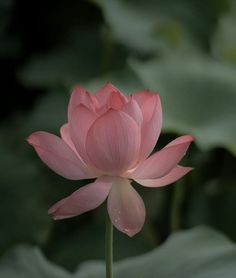 a pink lotus flower with green leaves in the foreground and an inspirational quote above it