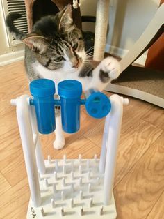 a cat is playing with some blue cups