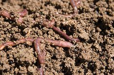 some brown bugs crawling in the dirt