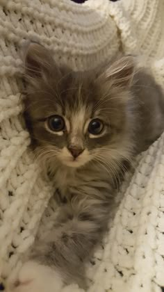 a small kitten laying on top of a white blanket