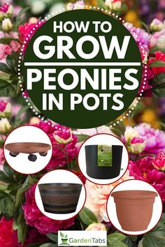 how to grow peonies in pots with text overlay that reads, how to grow peonies in pots