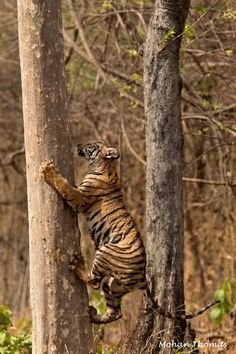 a tiger climbing up the side of a tree in a wooded area with its mouth open