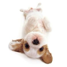 a small white and brown dog laying on its back