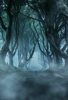 an image of a dark forest with fog in the air and trees on either side