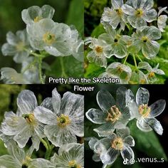 four different pictures of flowers with the words pretty like the skeleton flower