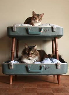 two cats are sitting on top of suitcases