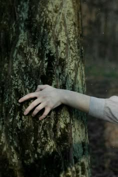 a person's hand on the trunk of a tree