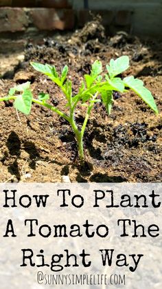 how to plant a tomato the right way with text overlay that reads, how to plant a tomato the right way