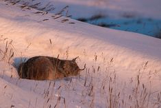 a cat is laying in the snow near some tall grass and grasses on the ground