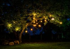 a tree with lights hanging from it's branches in the night time, surrounded by rocks and grass