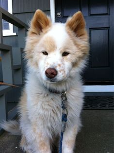 a brown and white dog sitting in front of a door with a leash on it's neck