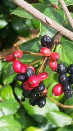 berries are growing on the branch of a tree