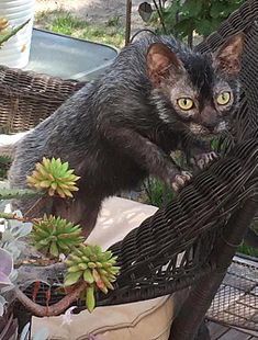 a black cat standing on top of a table next to plants