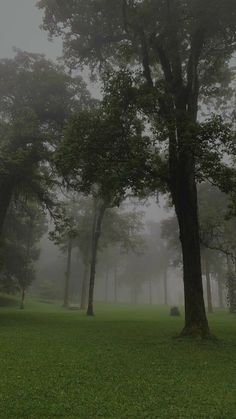 trees in the fog on a grassy field