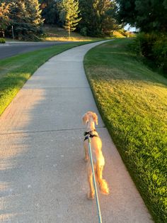 a small dog with a leash on walking down a path in the park, looking back at the camera