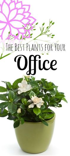 a potted plant with the words, the best plants for your office on it