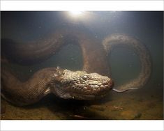 an image of a snake in the water