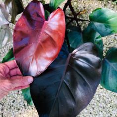 a hand is holding a large leaf in front of some green and red leaves on the ground