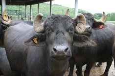 there are many cows with horns on their heads in this picture and the caption says,