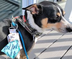 a black and white dog wearing a leash