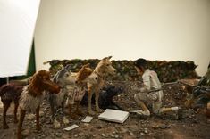 a group of dogs sitting next to each other on top of a dirt field with a man kneeling down