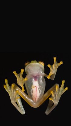 a frog with its mouth open and eyes wide open, sitting on the ground in front of a black background