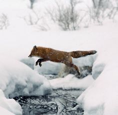 a fox is running through the snow