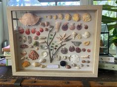 a shadow box with sea shells and seashells in it on top of a table