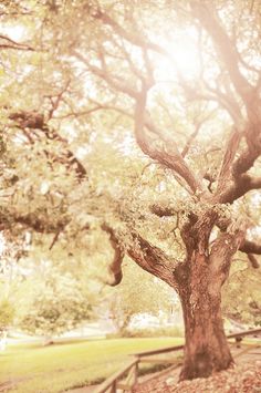 the sun shines through the branches of a large tree