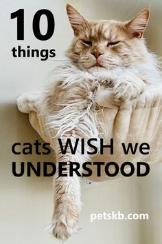 a cat that is laying down on top of a scratching post with the caption 10 things cats wish we understod