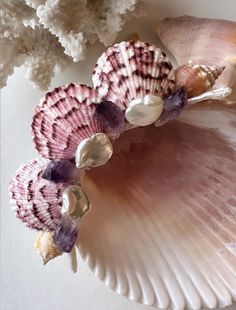 several seashells are arranged on a white surface