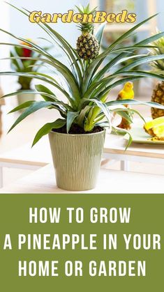 a pineapple plant in a pot with the words how to grow a pineapple in your home or garden