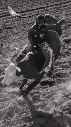 a man riding on the back of a cow in a rodeo ring with a rope