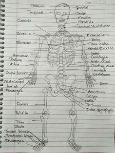 a diagram of the human skeleton on lined paper